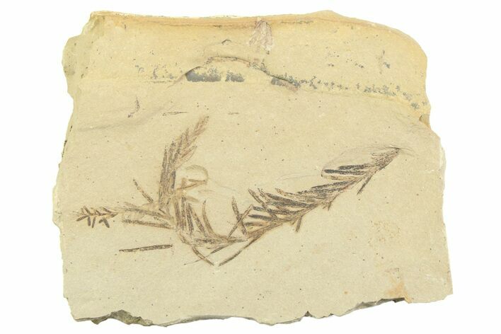 Shale With Dawn Redwood (Metasequoia) Fossils - Montana #356494